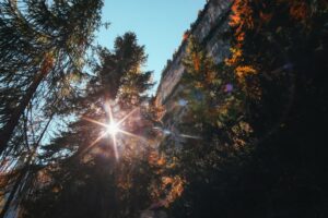 Sun shines through fir trees